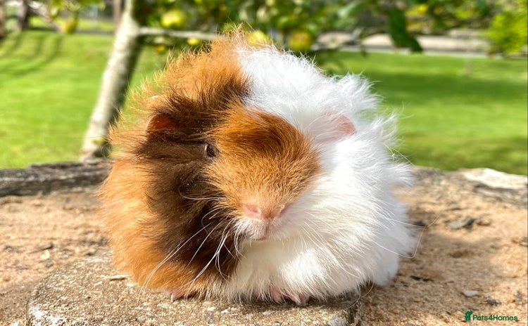 Guinea Pig rodents - Advert 10