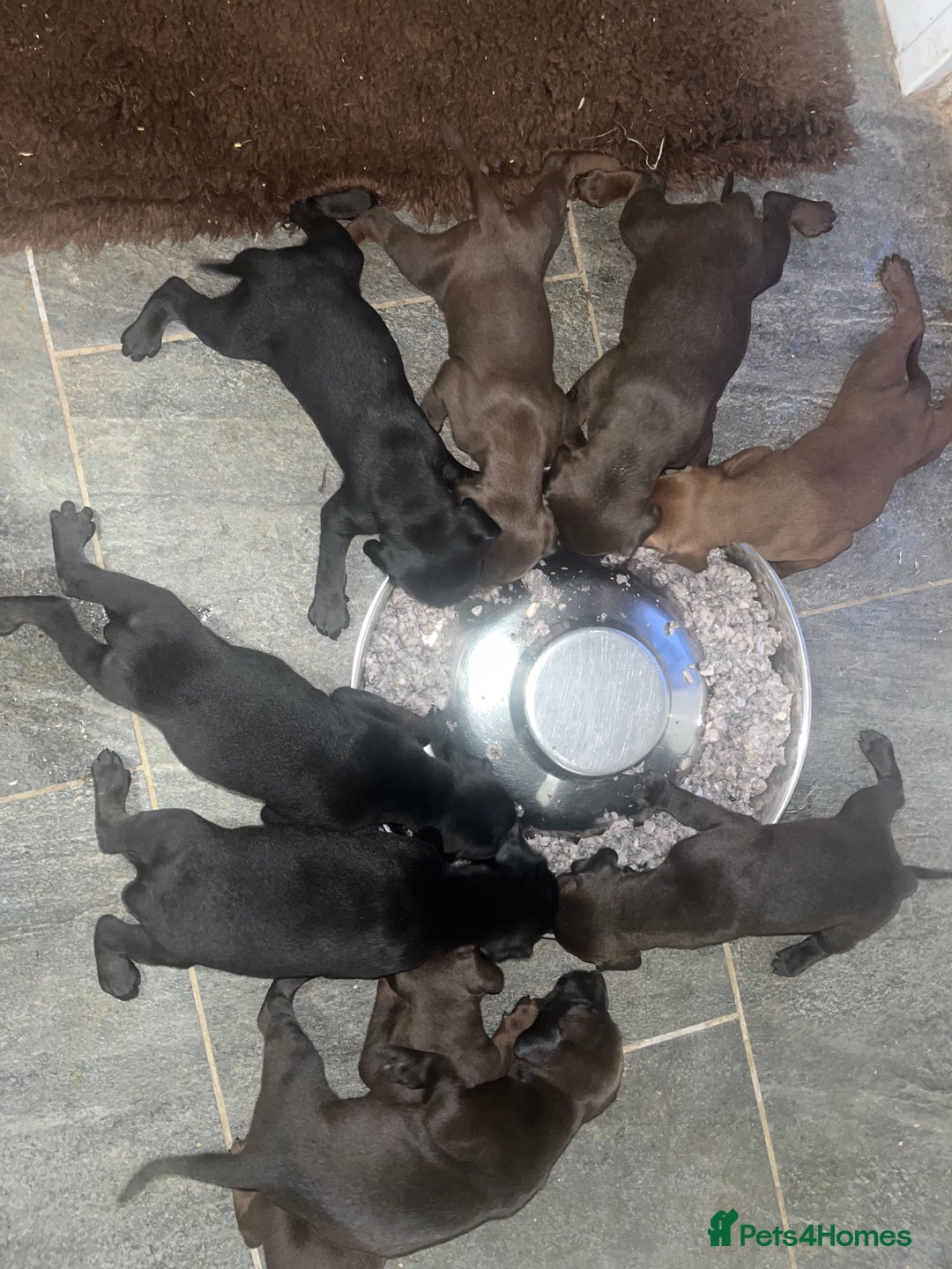Mixed Breed dogs for sale: VISZLAMANS (viszla x Doberman) - Image 5