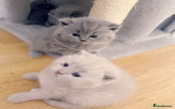 British Shorthair cats for sale: Adorable Purebred British Shorthair Kittens 🐾 - Image 13