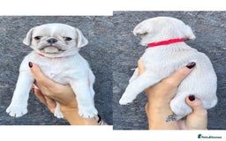 Pug dogs for sale: Beautiful exotic KC registered Pug puppies - Image 24