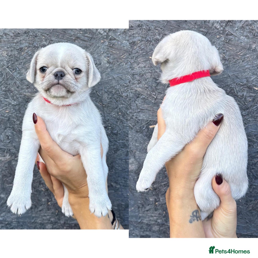 Pug dogs for sale: Beautiful exotic KC registered Pug puppies - Image 24