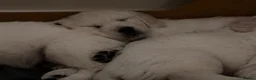 Golden Retriever dogs for sale: Stunning golden retrievers - Advert 8