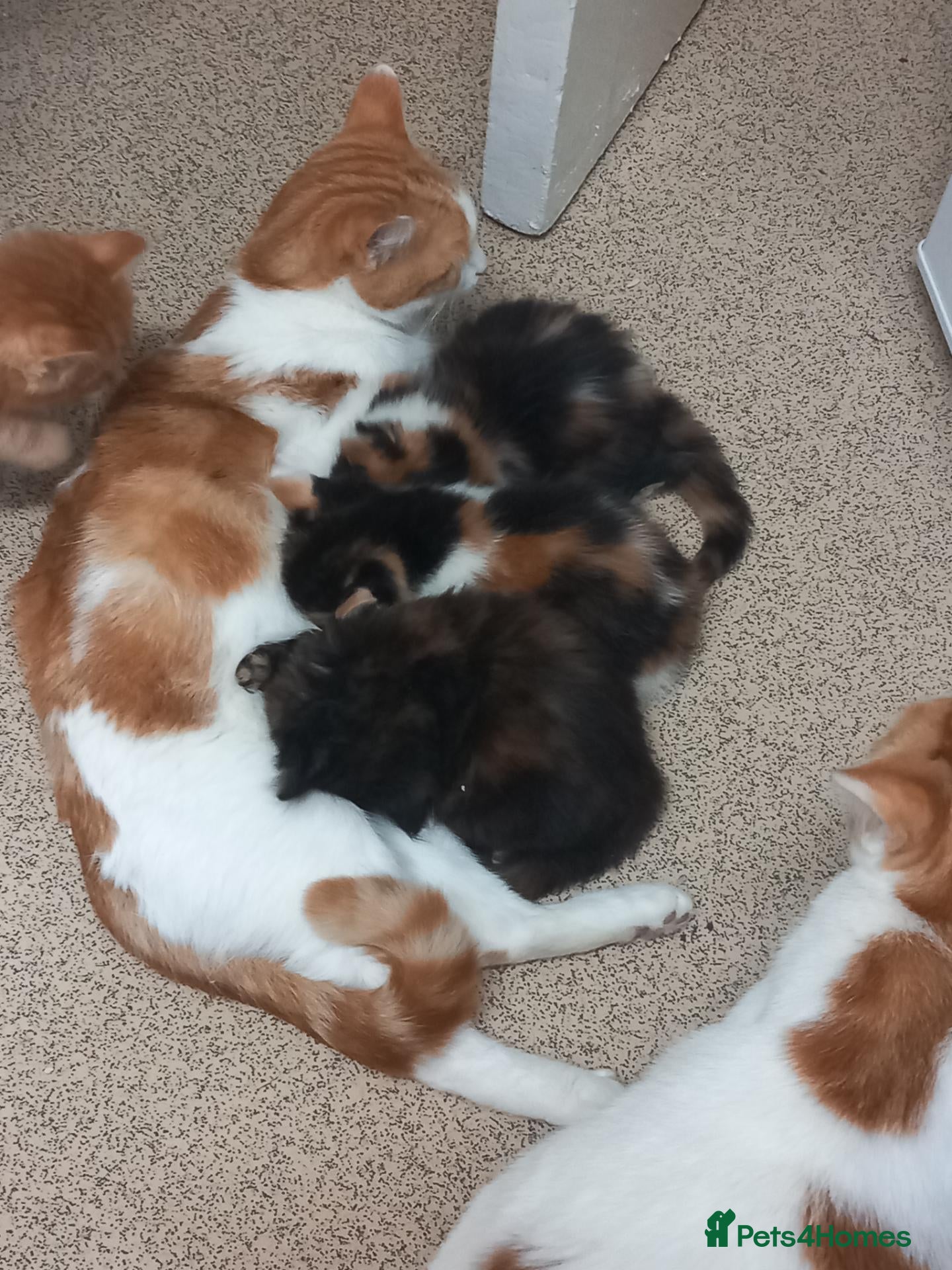 Mixed Breed cats for sale: 4 beautiful,  kittens for sale.  - Advert 1