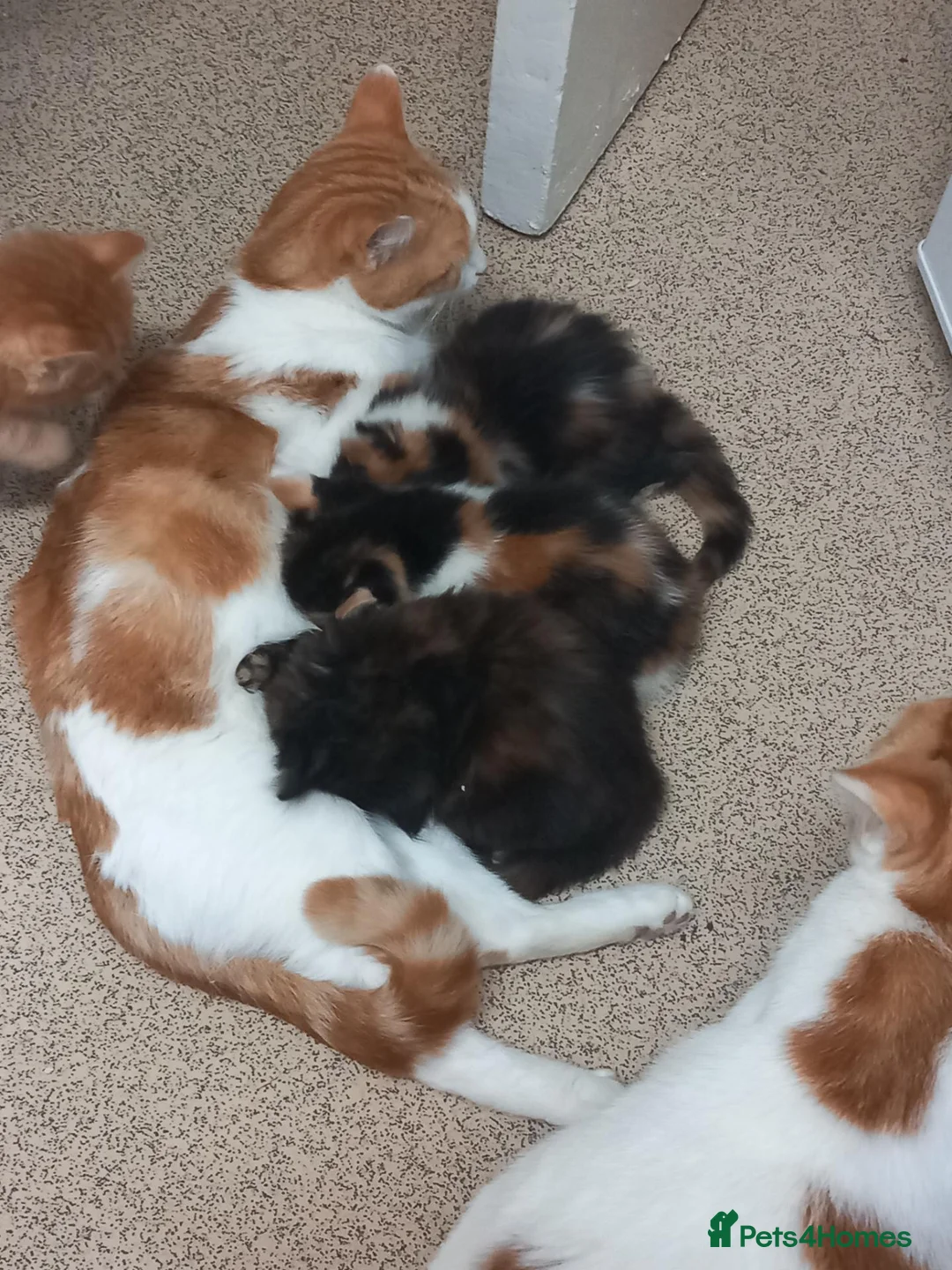 Mixed Breed cats for sale: 4 beautiful,  kittens for sale.  in London - Advert 1