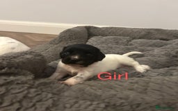 English Springer Spaniel dogs for sale: Springer spaniel puppies  - Image 7