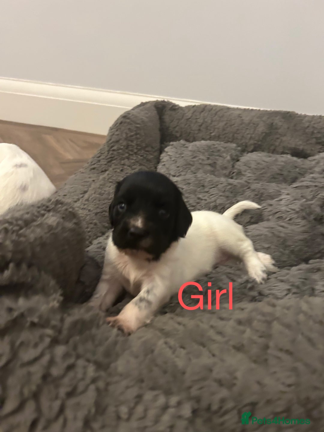 English Springer Spaniel dogs for sale: Springer spaniel puppies  - Image 7