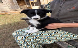 Border Collie dogs for sale: Collie pups   - Image 5