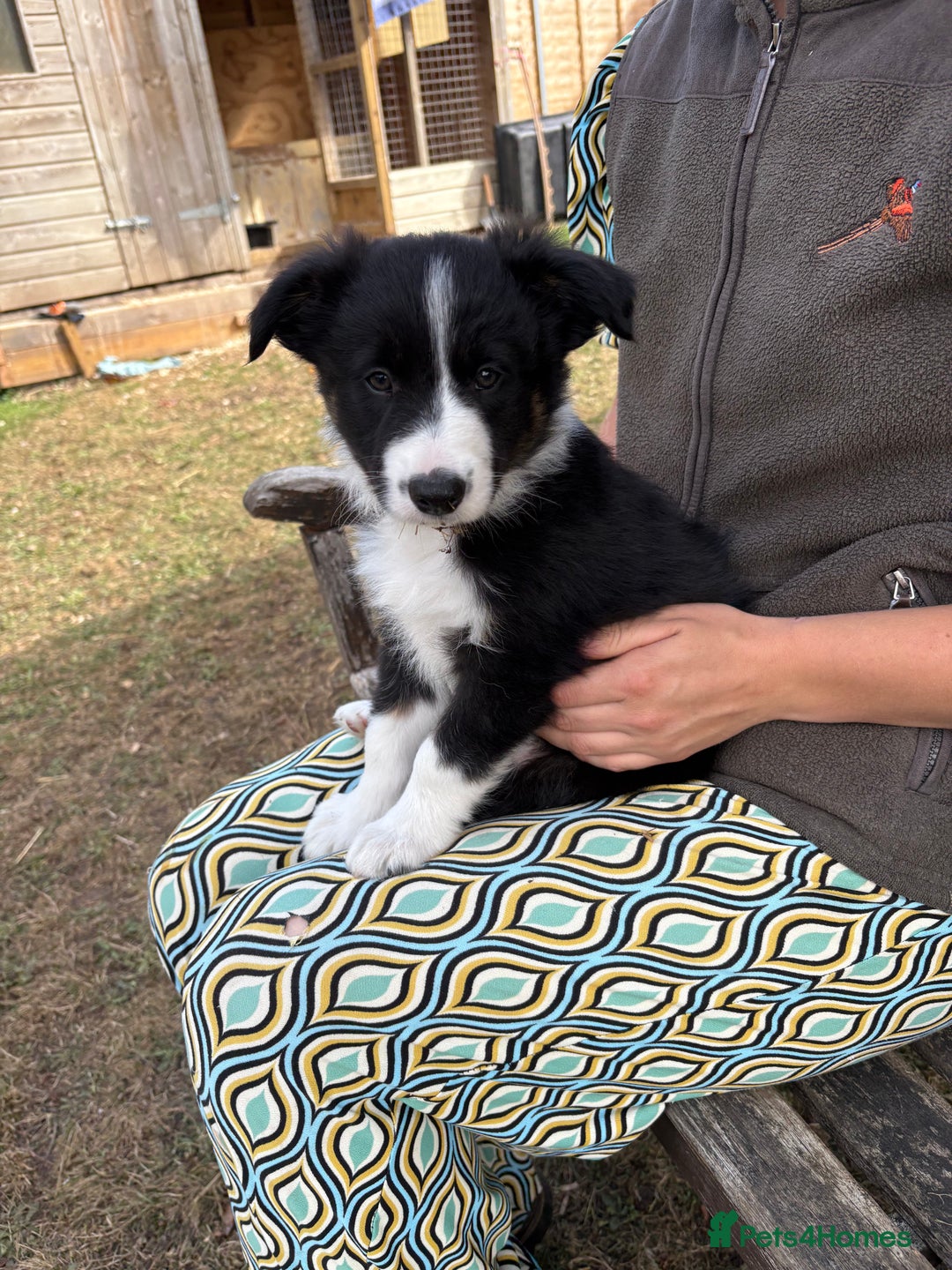 Border Collie dogs for sale: Collie pups   - Image 5