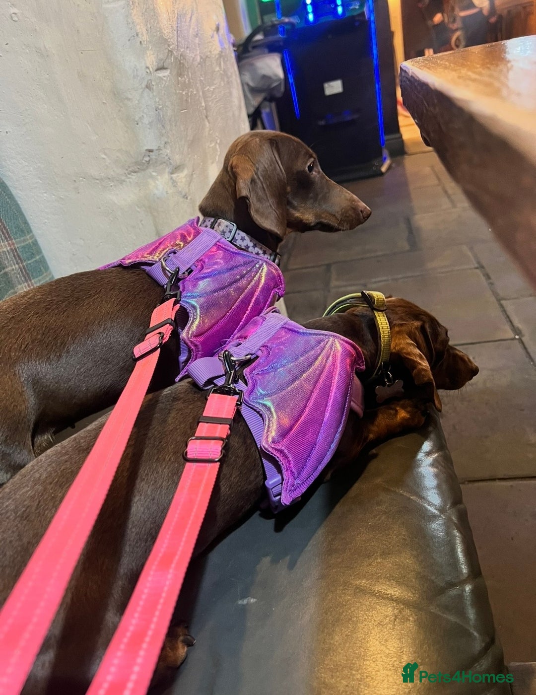 Miniature Dachshund dogs for sale: 2 Miniature Dachshunds - Chocolate & Tan - Image 2