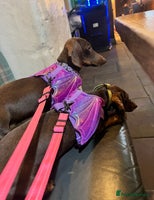 Miniature Dachshund dogs 2 Miniature Dachshunds - Chocolate & Tan - Advert 11