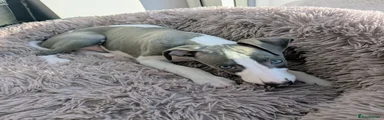 Whippet 1