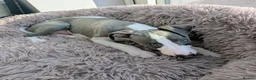 Whippet dogs for sale: Beautiful 12 week old pup seeking forever home - Advert 16