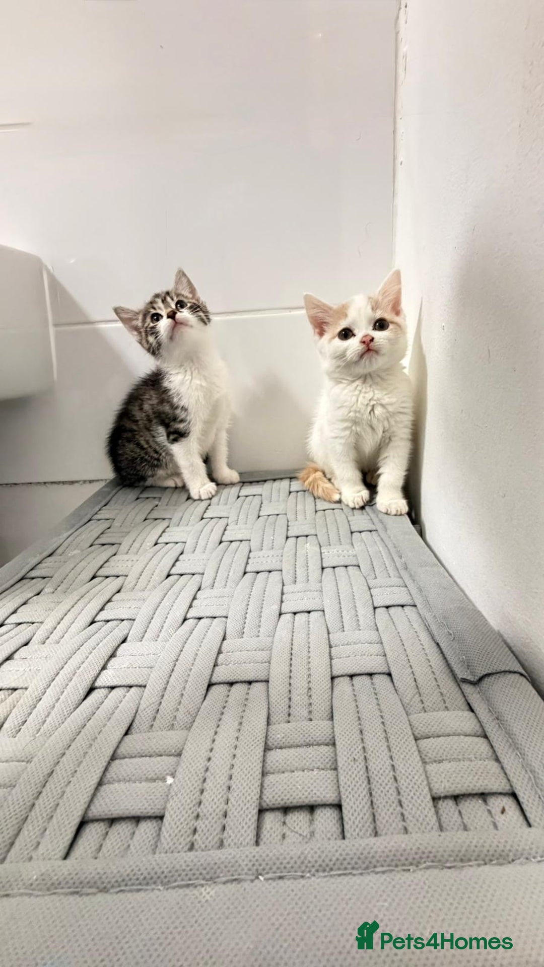 Mixed Breed cats for sale: British shorthaired x - Advert 4