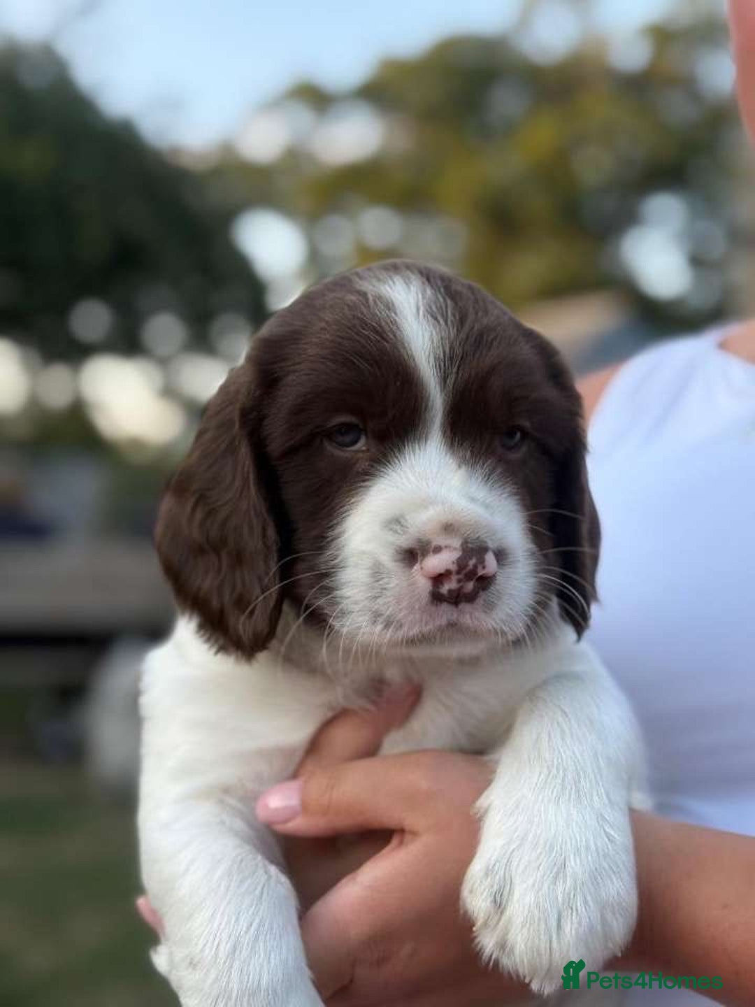English Springer Spaniel dogs for sale: Spring spaniels - Image 5