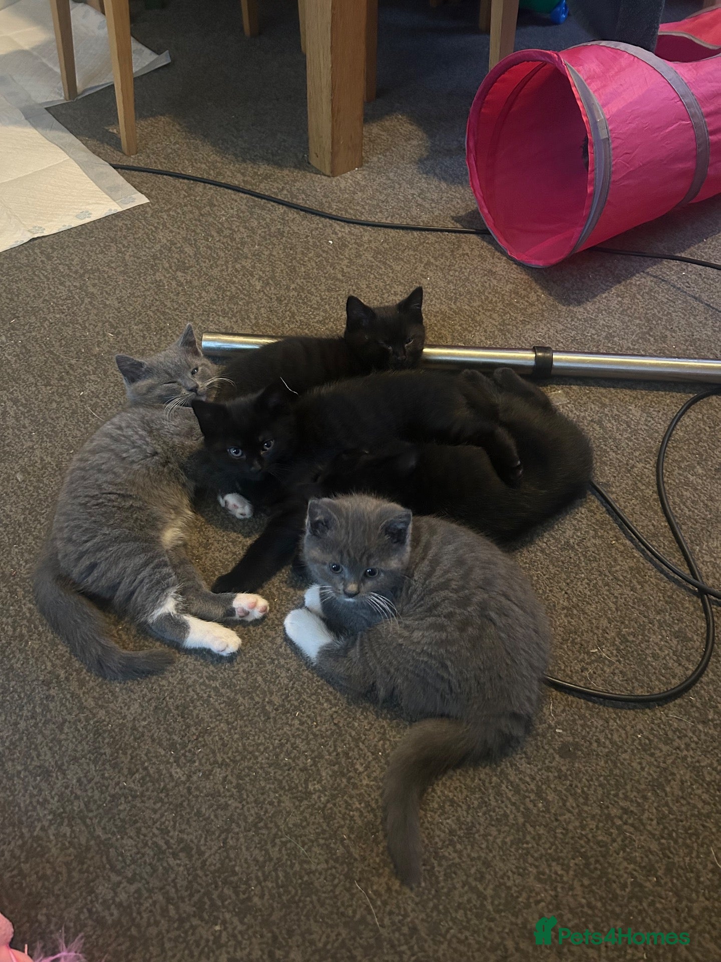 British Shorthair cats Beautiful British Shorthair Mix Blue Tuxedo  - Advert 5