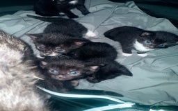 Bengal cats for sale: Cross Bengals  - Image 10