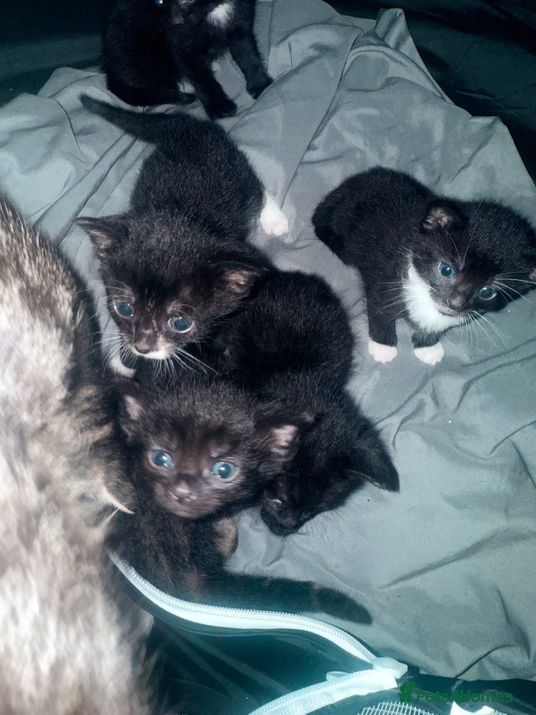 Bengal cats for sale: Cross Bengals  - Image 10