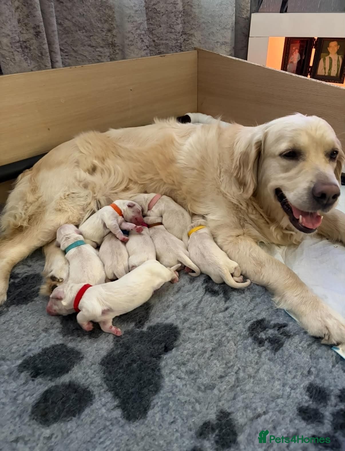 Golden Retriever dogs BEAUTIFUL KC REG SHOW GOLDEN RETRIEVER PUPPIES - Advert 16