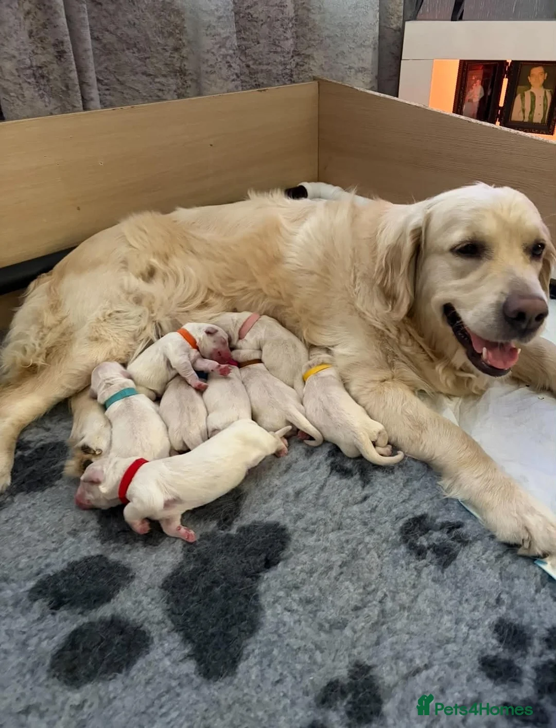 Golden Retriever dogs for sale: BEAUTIFUL KC REG SHOW GOLDEN RETRIEVER PUPPIES - Advert 1