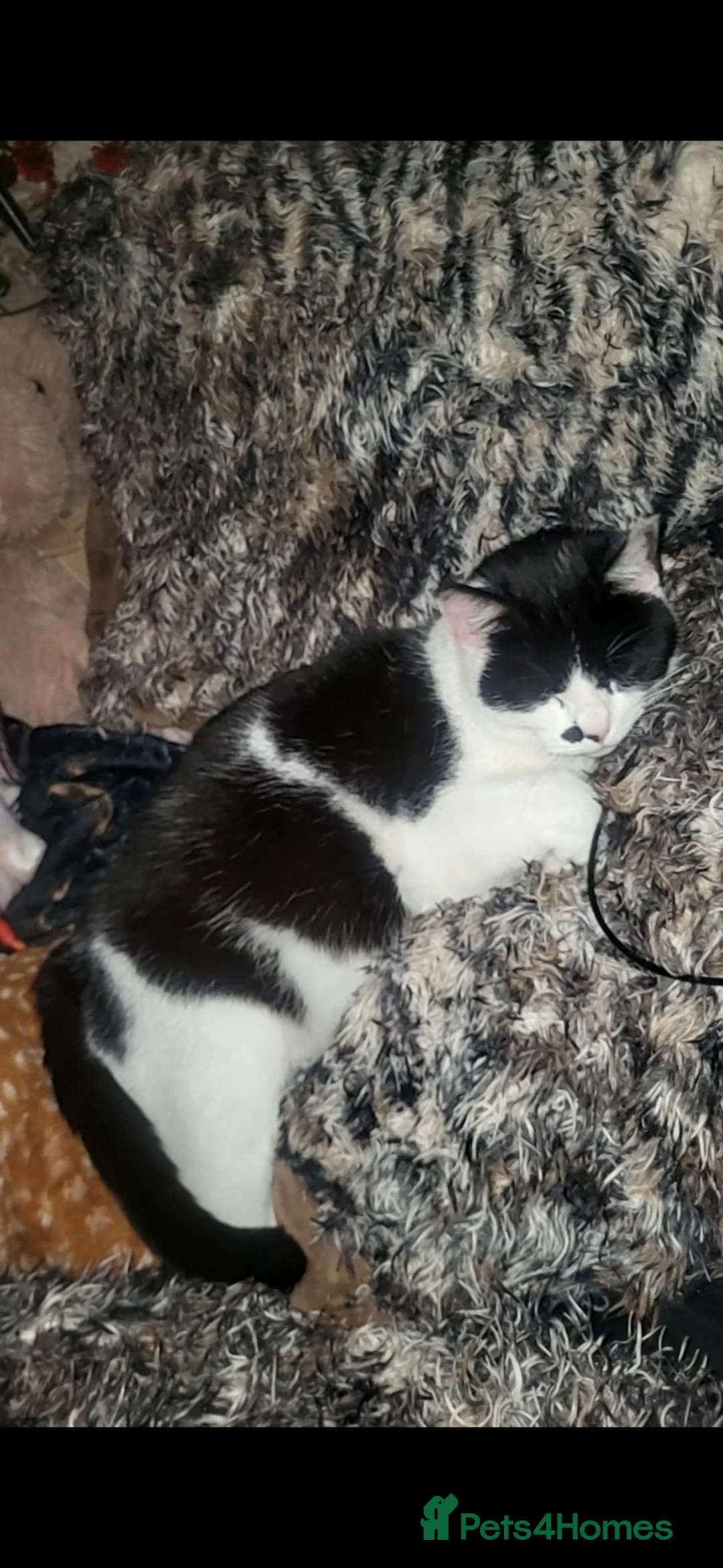 Mixed Breed cats for sale: Cute 8 week kittens for sale - Advert 9