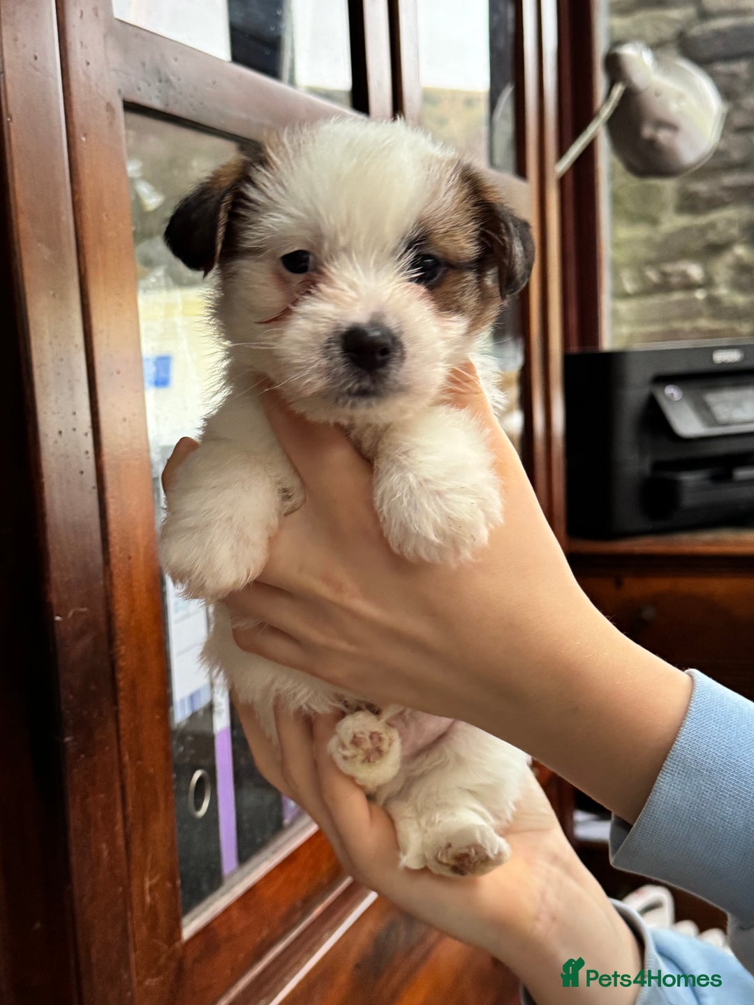 Jack Russell dogs for sale: KC registered rough coated JR pups - Advert 17