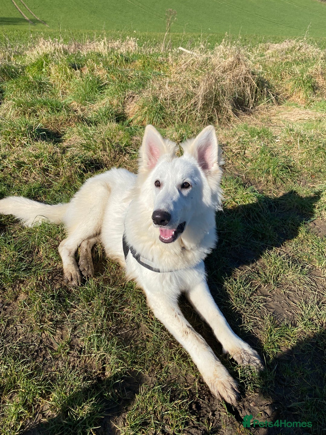 German Shepherd dogs for stud: Stunning KC WSS for STUD in Arundel - Image 5