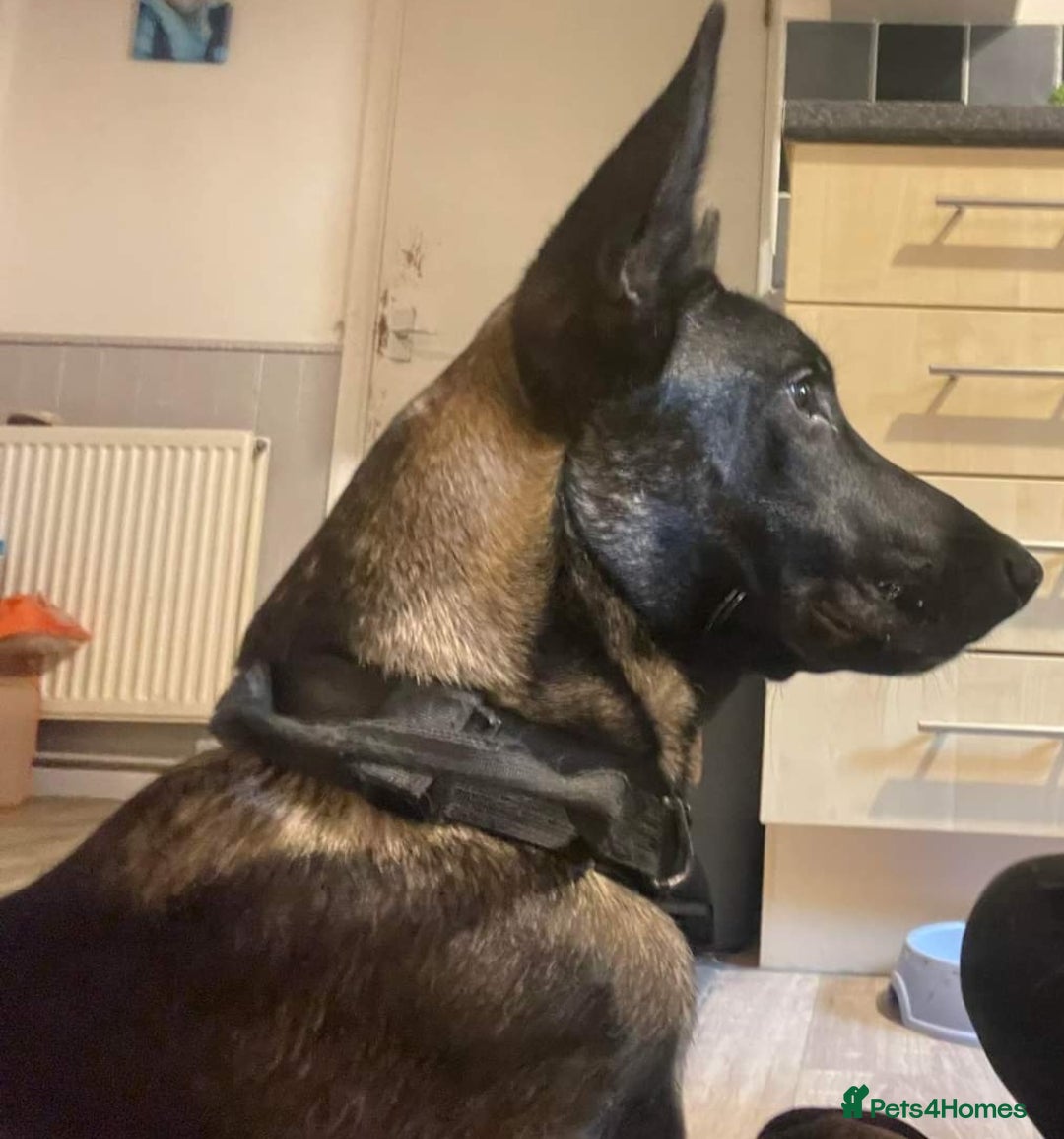Belgian Shepherd Dog dogs for stud: Belgium malinois stud dog  in Bath - Image 4