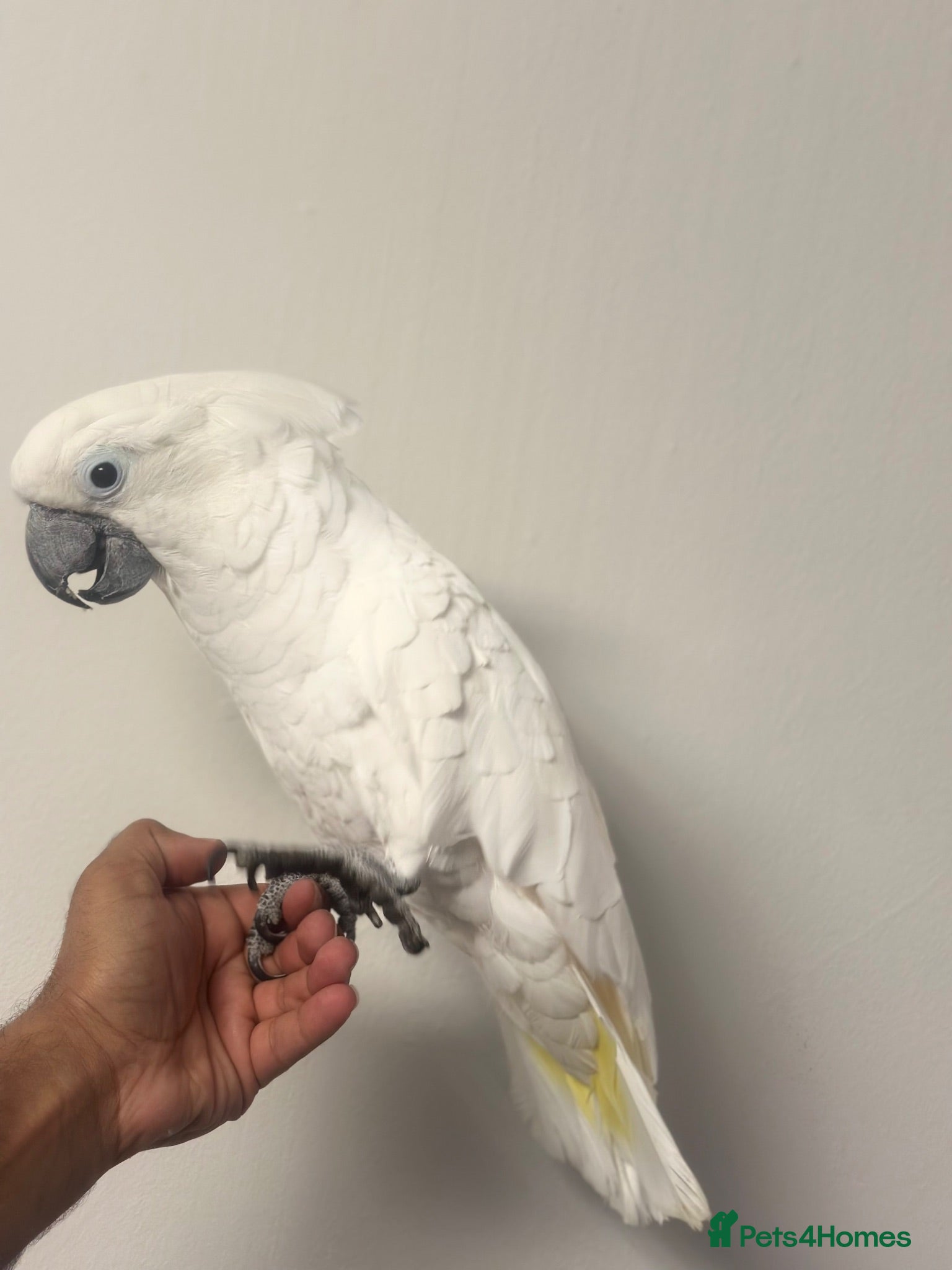 Cockatoo birds Super tame snowy cockatoo - Advert 2
