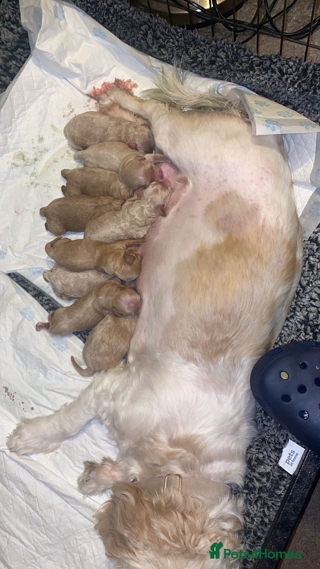 Toy Poodle dogs for stud: EXTENSIVELY HEALTH TESTED TOY POODLE STUD TYSON🌹 in Sheerness - Advert 14