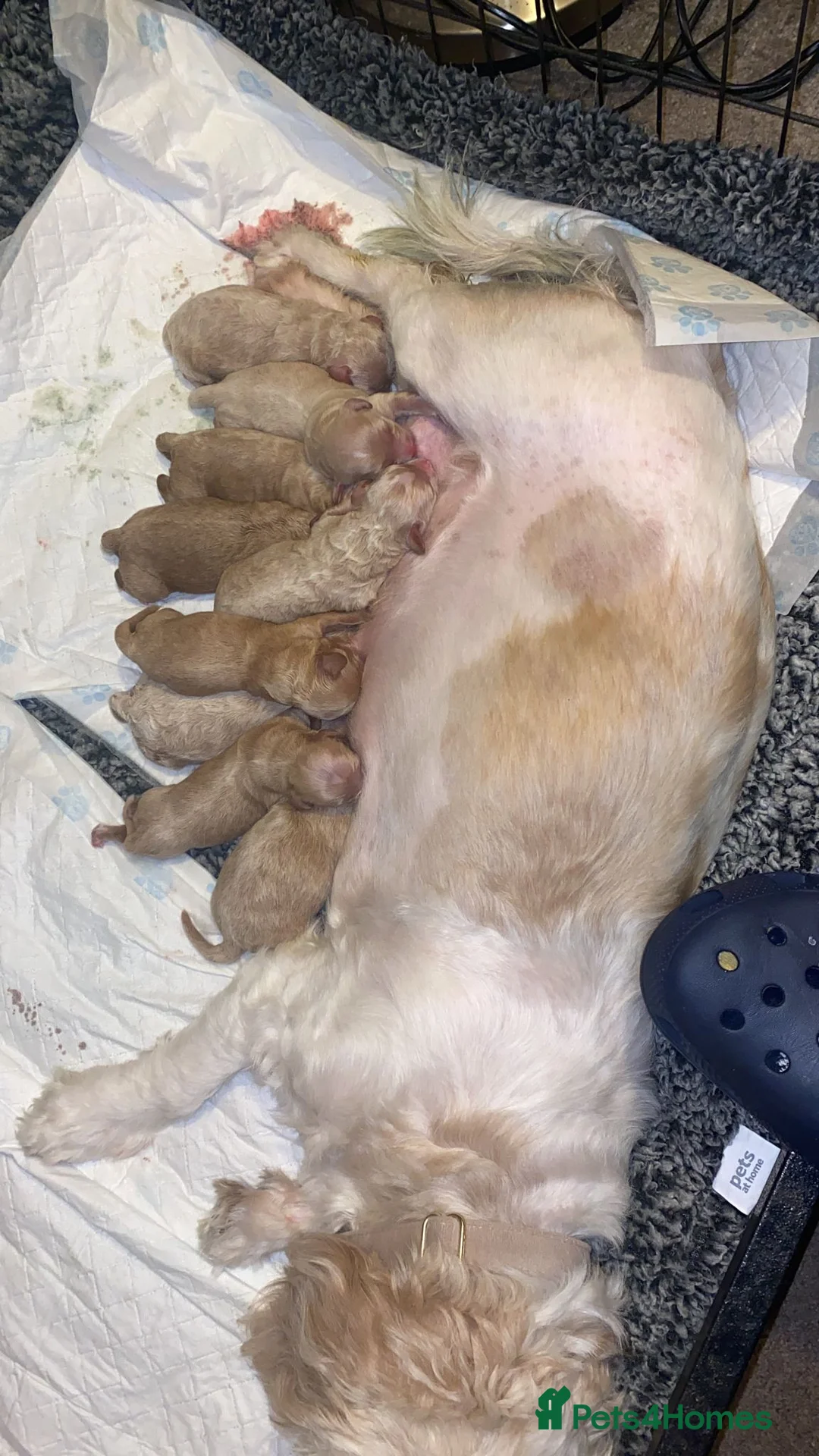 Toy Poodle dogs for stud: EXTENSIVELY HEALTH TESTED TOY POODLE STUD TYSON🌹 in Sheerness - Advert 14