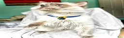 Ragdoll cats for sale: Ragdoll male, 11 months, pedigree, GCCF - Advert 1