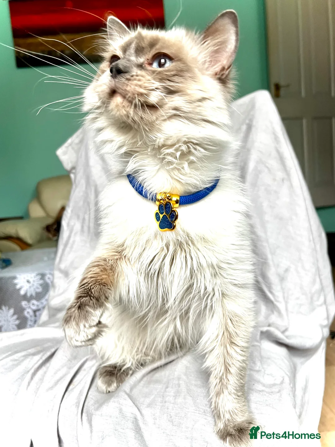 Ragdoll cats for sale: Ragdoll male, 11 months, pedigree, GCCF - Advert 1