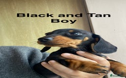 Dachshund dogs for sale: Miniature Dachshund Puppies ⭐️ only two left ⭐️ - Advert 6