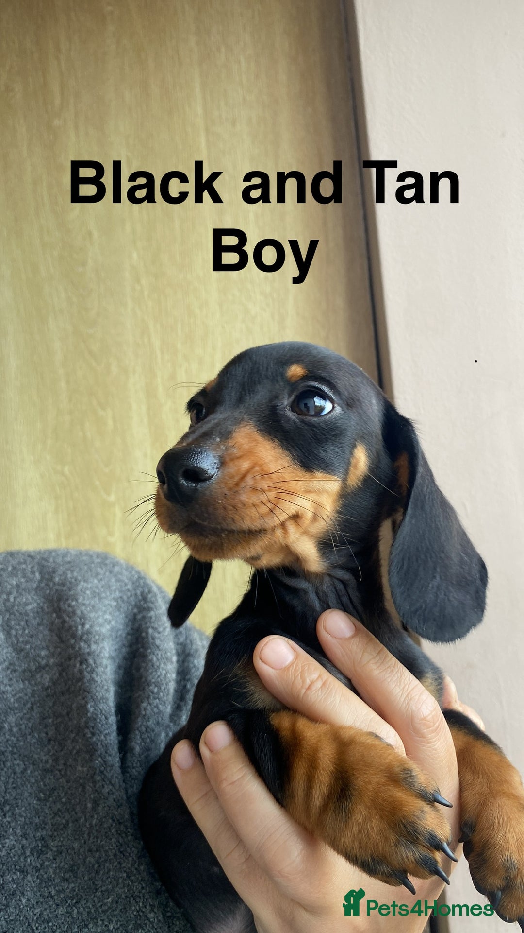 Dachshund dogs for sale: Miniature Dachshund Puppies ⭐️ only two left ⭐️ - Advert 6