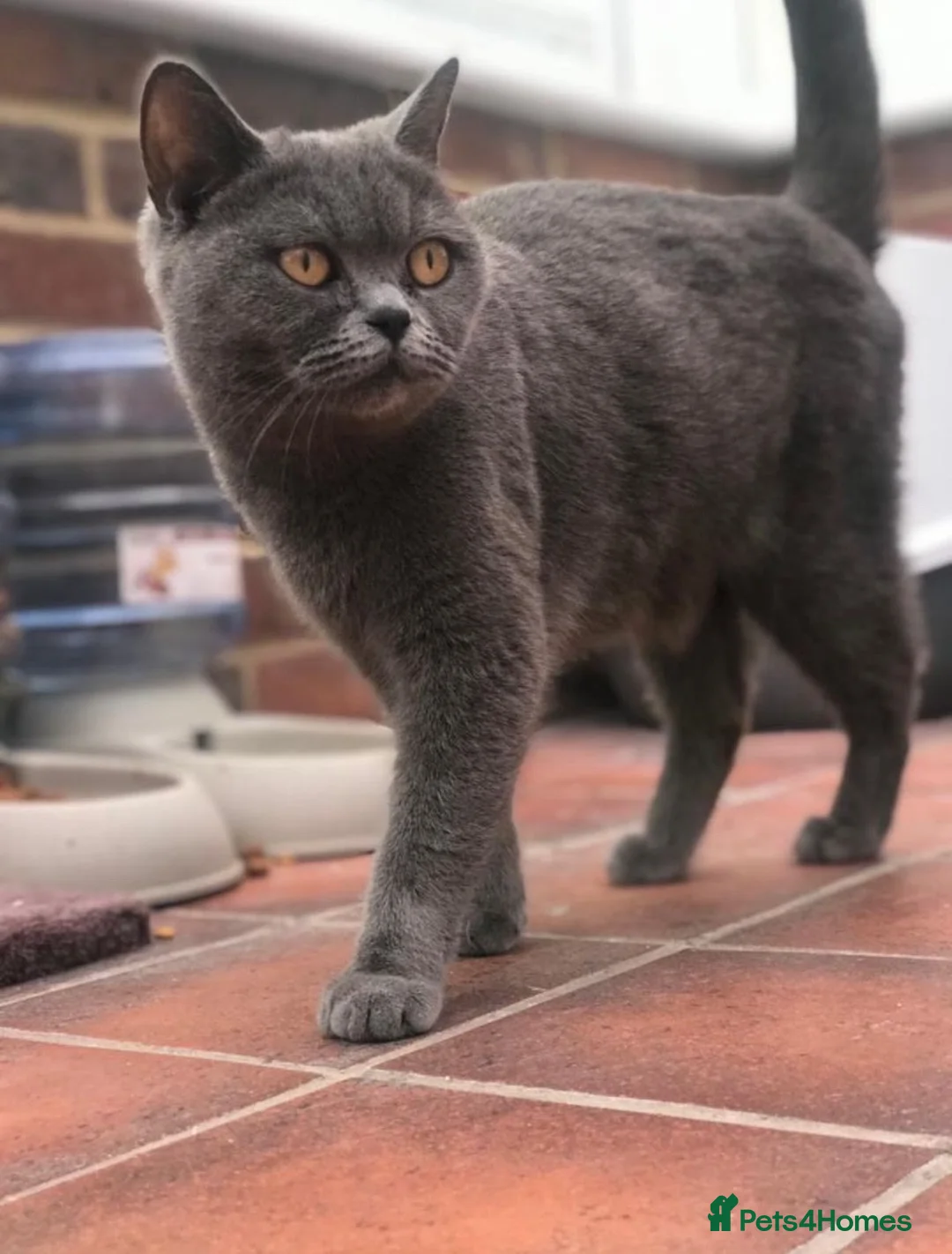 Scottish Fold cats for sale: Cute Chocolate BSH X Scottish Fold mix kitten - Advert 10