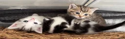 British Shorthair cats for sale: British Shorthair kittens - Advert 9