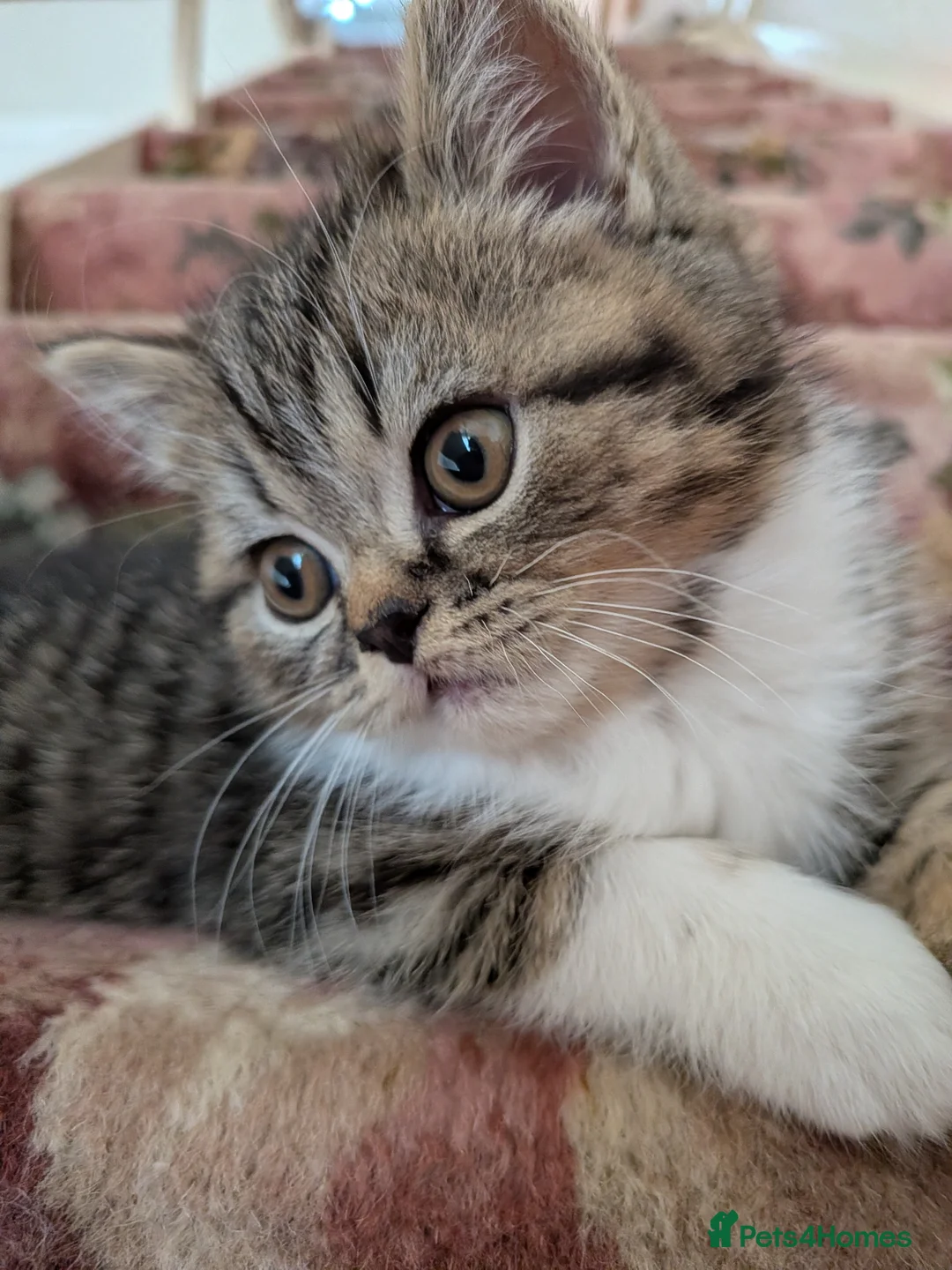 Exotic cats for sale: Beautiful exotic kittens - last beautiful boy  - Advert 1