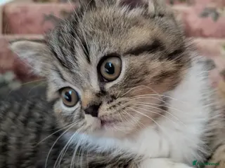 Exotic cats Beautiful exotic kittens - last beautiful boy - Advert 8