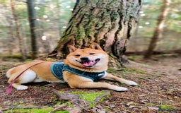 Japanese Shiba Inu dogs for stud: Beautiful Gladiators Warrior ready for stud - Advert 4