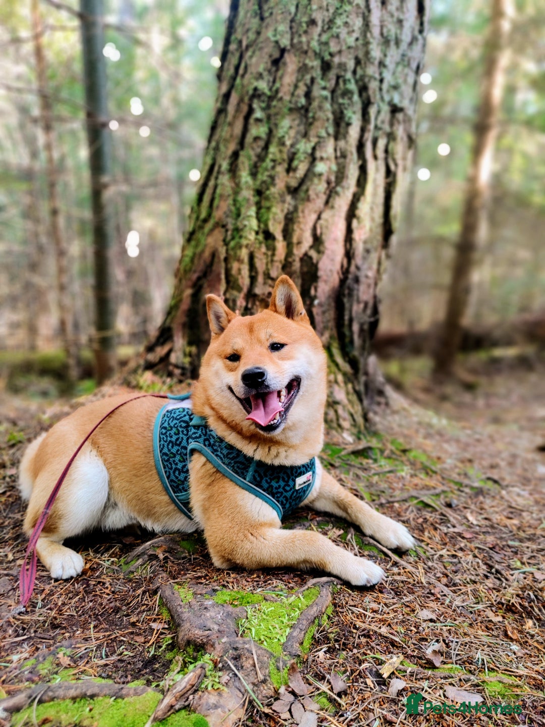 Japanese Shiba Inu dogs for stud: Beautiful Gladiators Warrior ready for stud - Advert 4