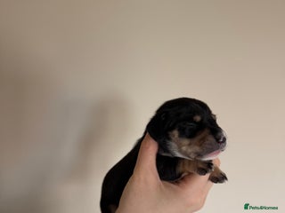 Miniature Dachshund dogs Last 1 gorgeous girl!!!miniature dachshund puppies - Advert 2
