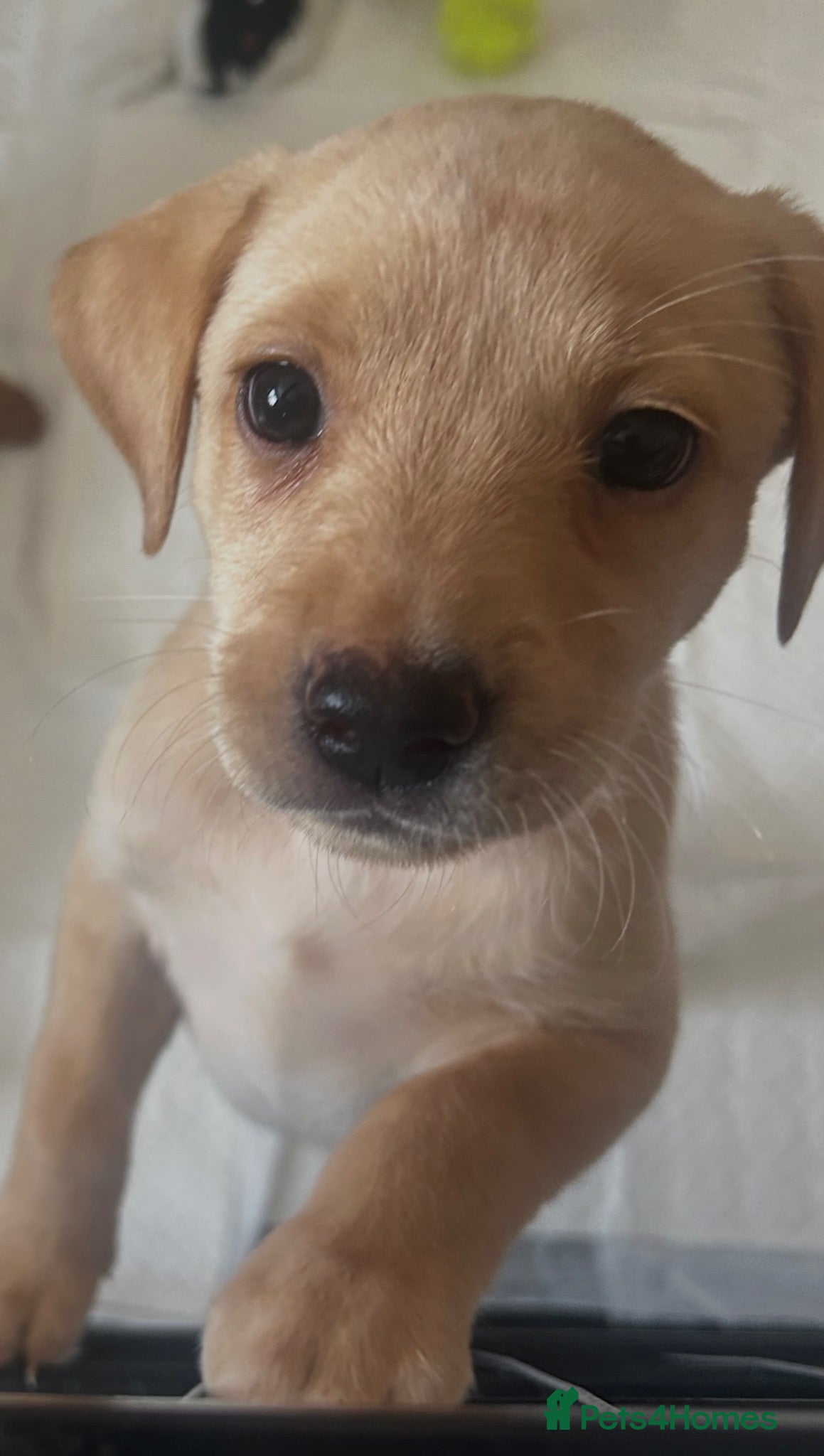 Labrador Retriever dogs Gorgeous Labrador girl puppies  - Advert 1