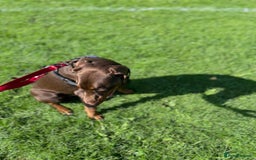 Dobermann dogs for stud: PROVEN SIRE, SON OF COME AS YOU ARE I-REX(Imp Scg) in Leeds - Image 16