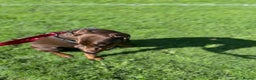 Dobermann dogs for stud: PROVEN SIRE, SON OF COME AS YOU ARE I-REX(Imp Scg) in Leeds - Advert 16