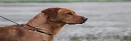 Labrador Retriever dogs for sale: Stunning Chunky KC Registered Red Labrador Puppies - Advert 25