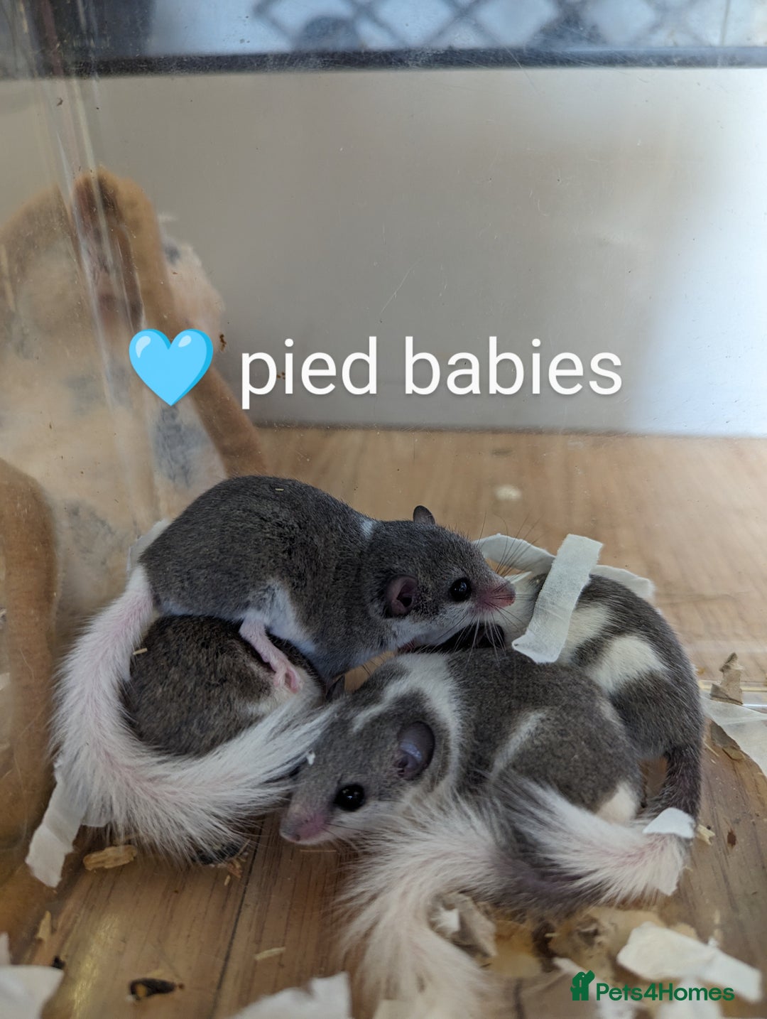 Mouse rodents for sale: African Pygmy dormice. Browns and Pieds!!! - Image 1