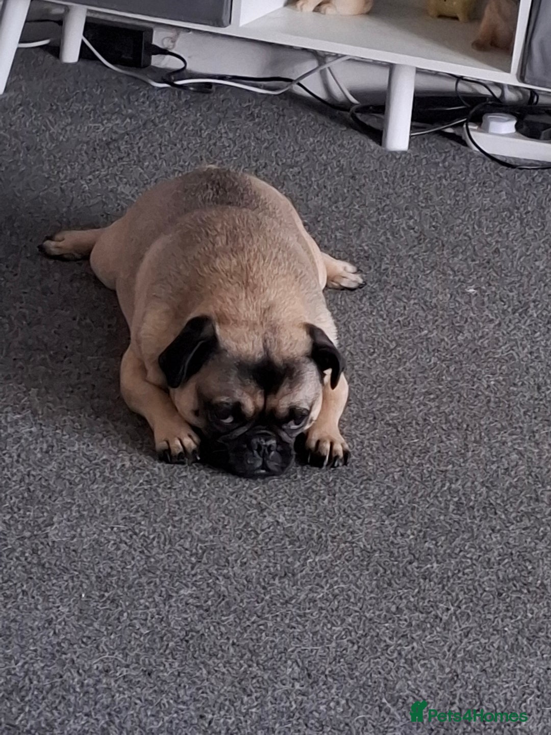 Pug dogs for sale: Sweet girl in need of a loving home - Image 3