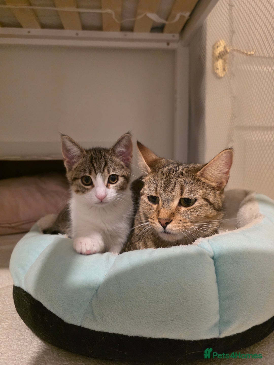 Mixed Breed cats for sale: 1 boy 4 girls ready for new homes.  - Image 1