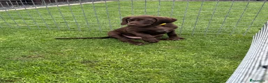 German Shorthaired Pointer 3