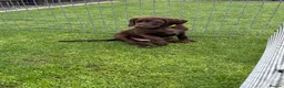 German Shorthaired Pointer dogs for sale: German Shorthaired Pointer Puppies  - Advert 5